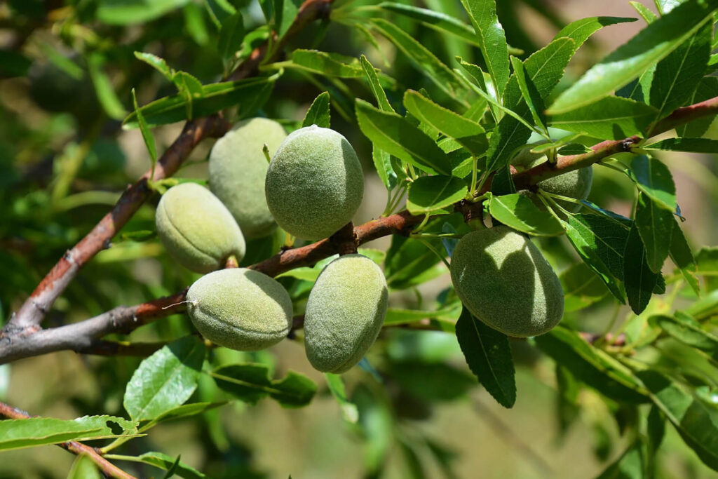 Almond Production in Algeria (1961 to 2023)