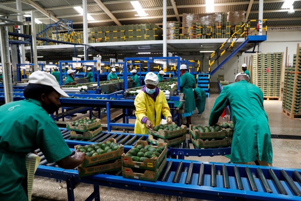 Employees examine avocados at the Kakuzi pack house in Makuyu, Kenya, May 11, 2022.